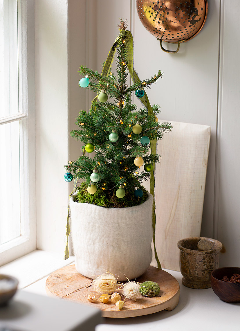 081721_TerrainH21TinyTree-076_DP_Select_jl