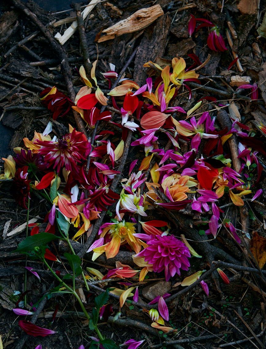 DBO_Catalog-Floral
