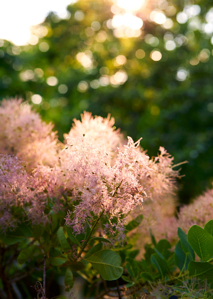 Tashima_Manscapers_Greenport_SmokeBushDetail