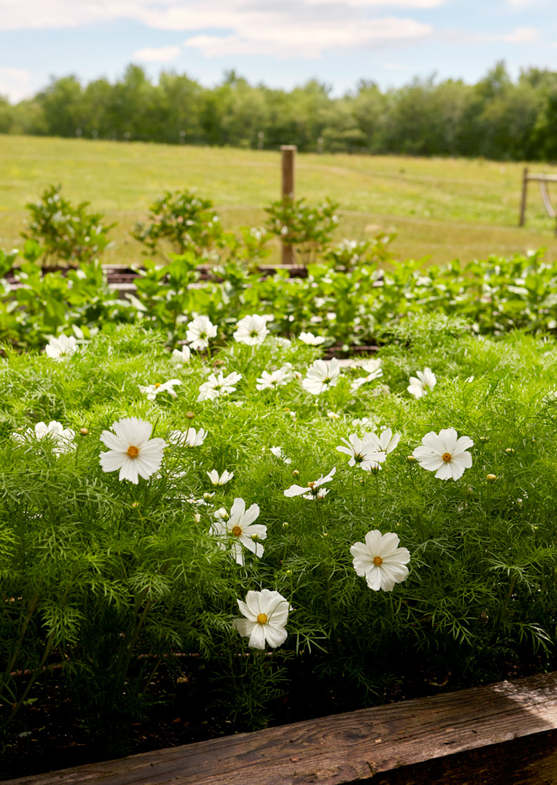 Tashima_Manscapers_WestSandLake_Cosmos