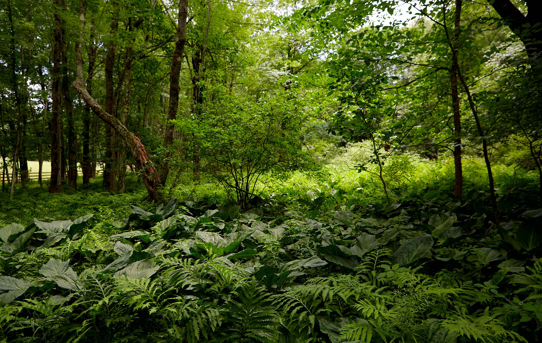 Tashima_Manscapers_WestSandLake_Ferns2